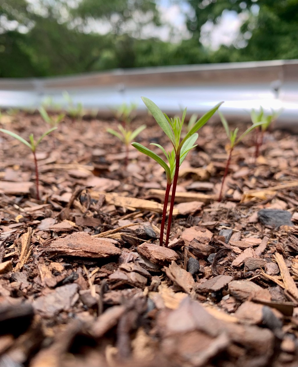 Milk Jug Seed Starting